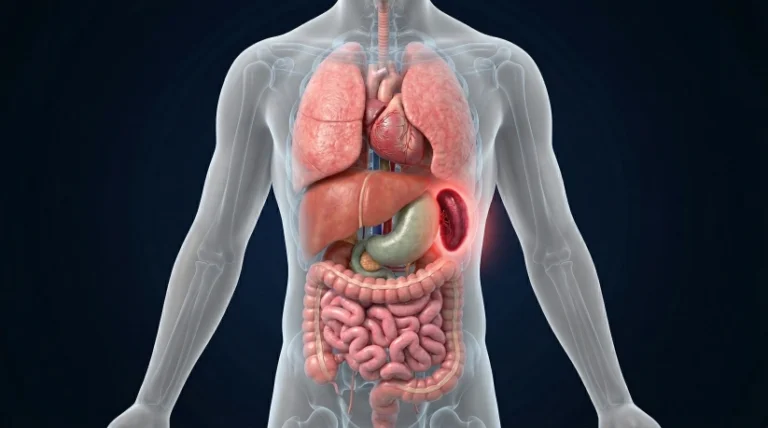 spleen location in human body diagram showing major organs